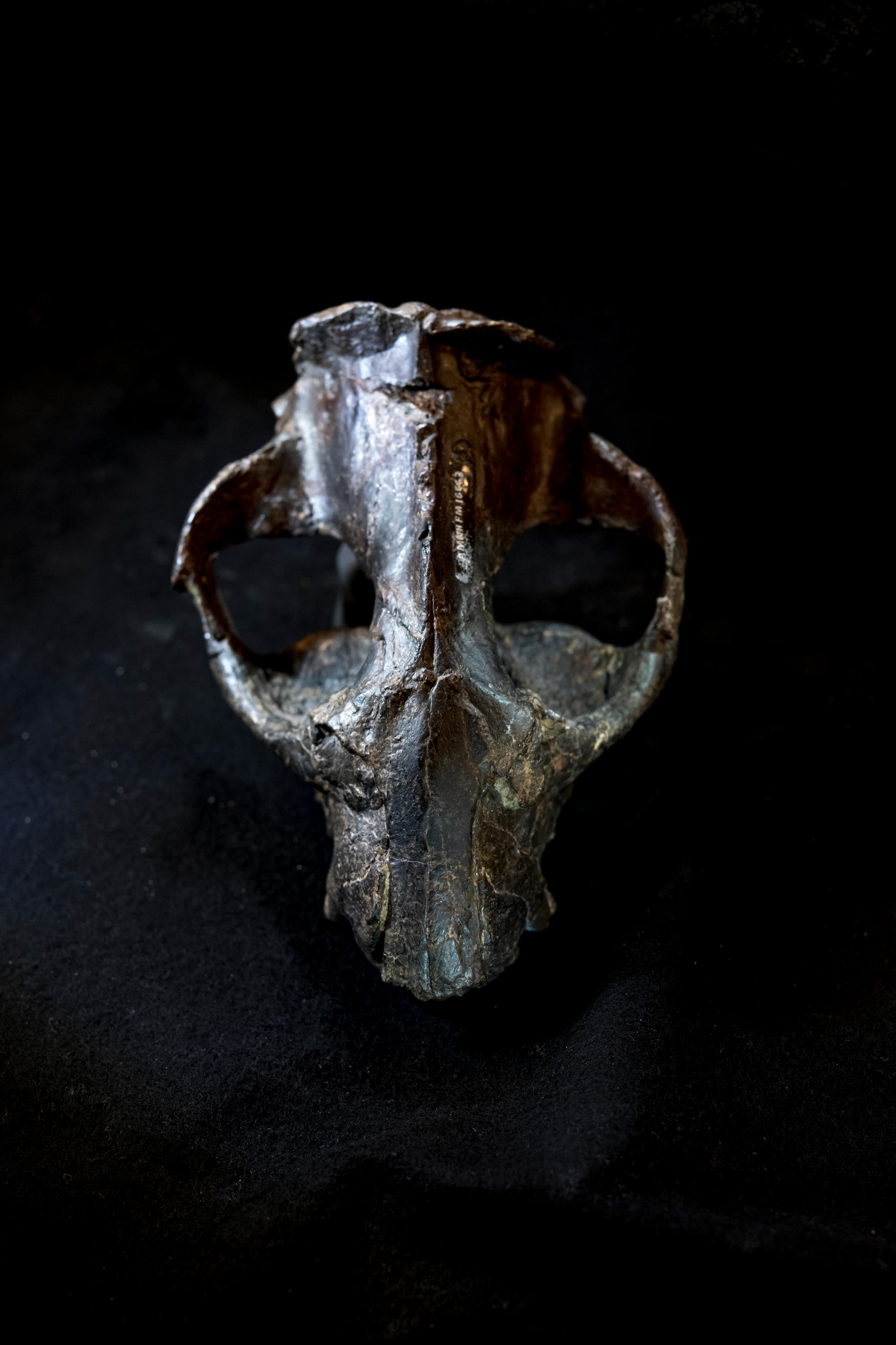 对6200万年前钝脚类全棱兽的研究发现:早期哺乳动物生长速度快但寿命更短