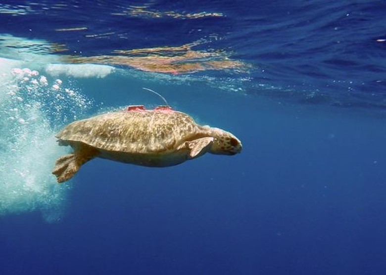 赤蠵龟放生地中海3年 网民追踪累计逾700万次