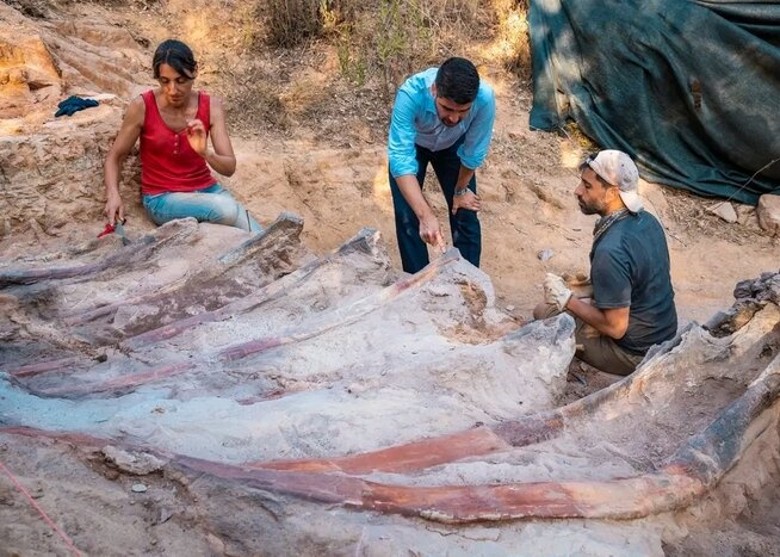 葡萄牙中部发现欧洲最大恐龙化石 属1.6亿年前蜥脚类恐龙