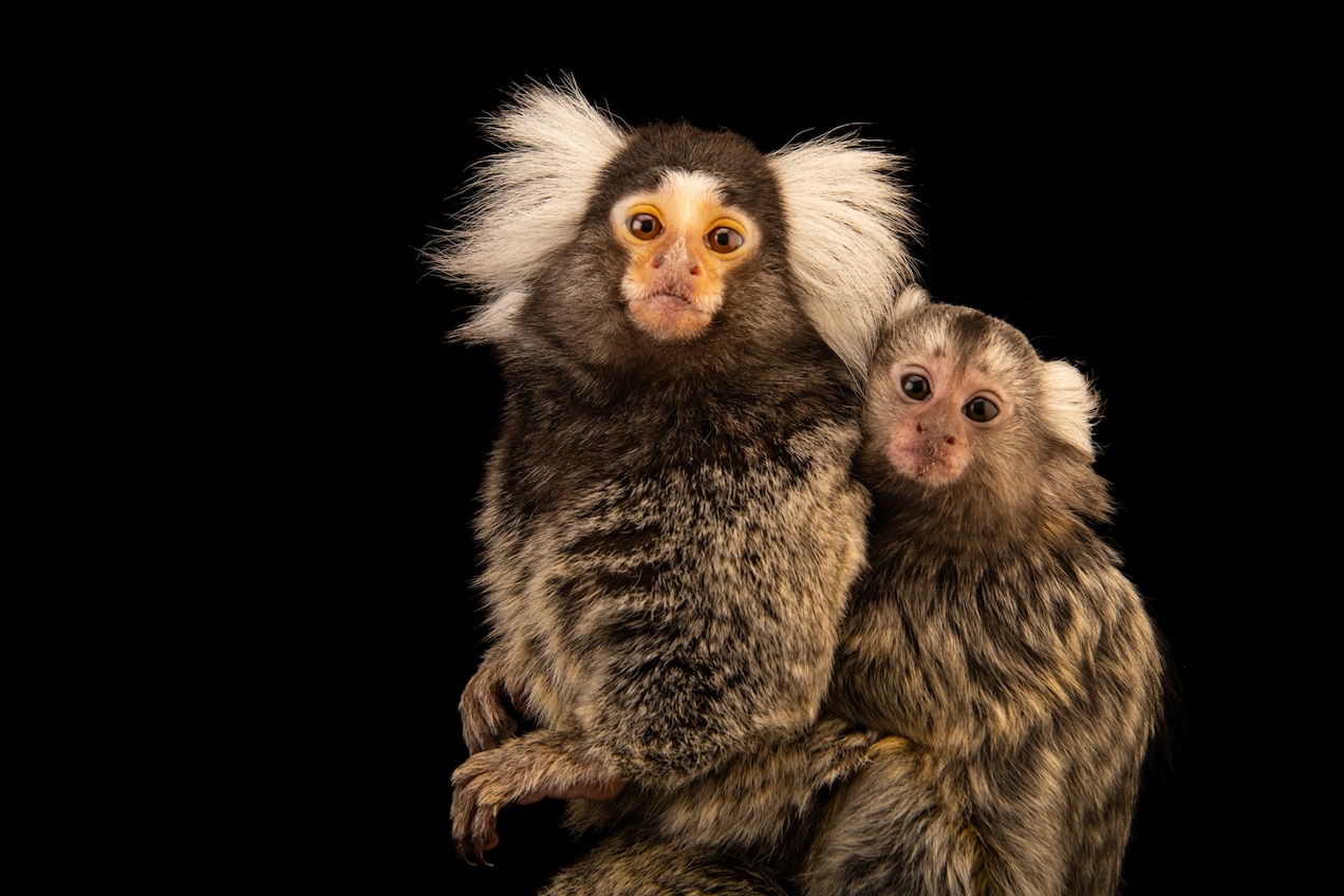 普通狨（上图是奥马哈内布拉斯加大学的圈养动物）以经常用叫声交流而闻名。 PHOTOGRAPH BY JOEL SARTORE, NATIONAL GEOGRAP