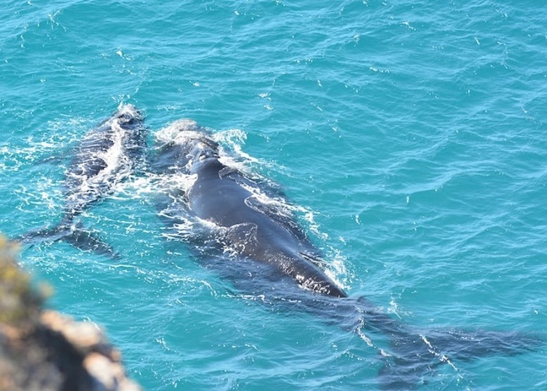 澳洲当地南露脊鲸数量正逐渐回升 从濒临绝种的状态中恢复