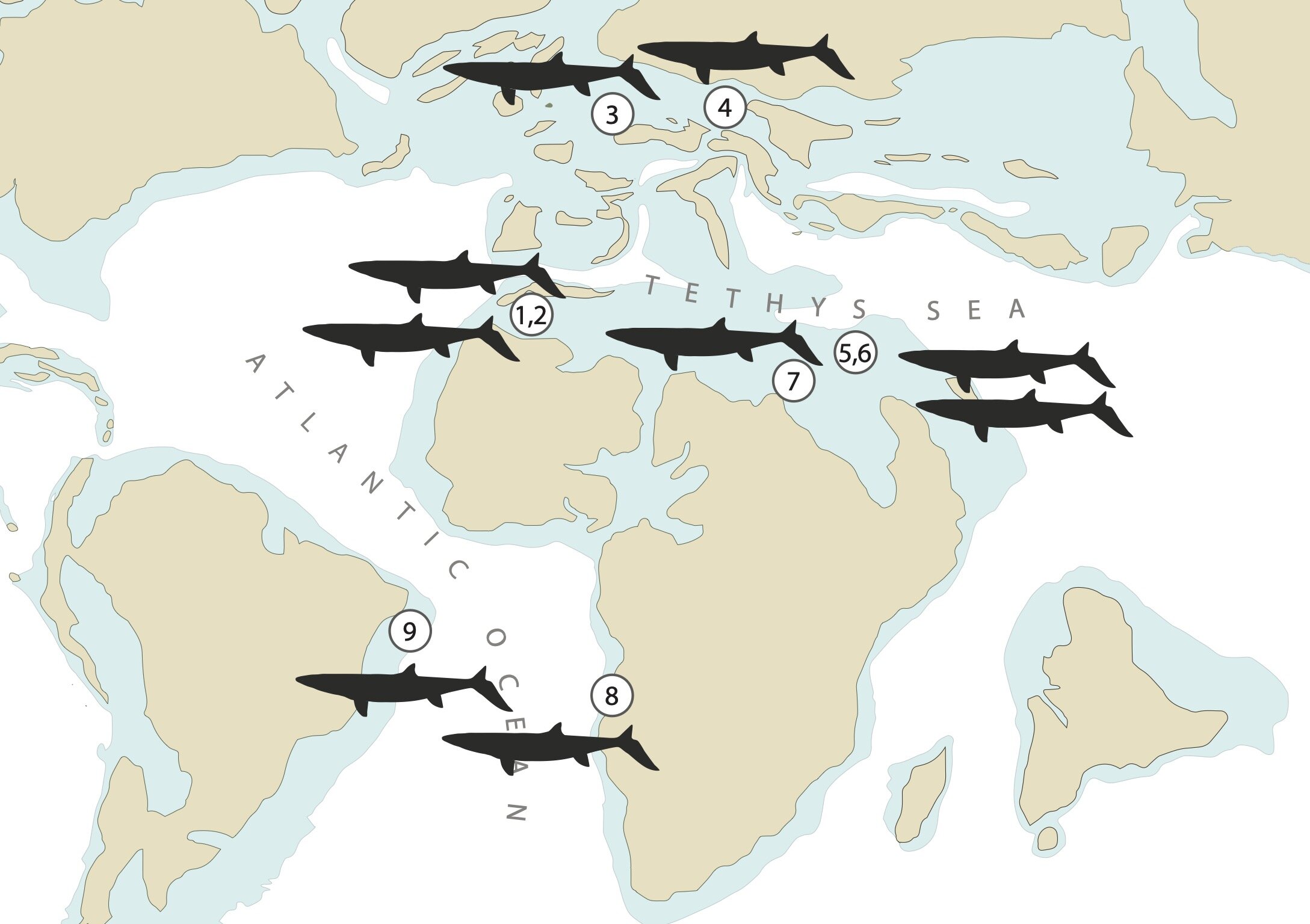 摩洛哥发现6600万年前统治海洋的巨型新沧龙化石Thalassotitan atrox