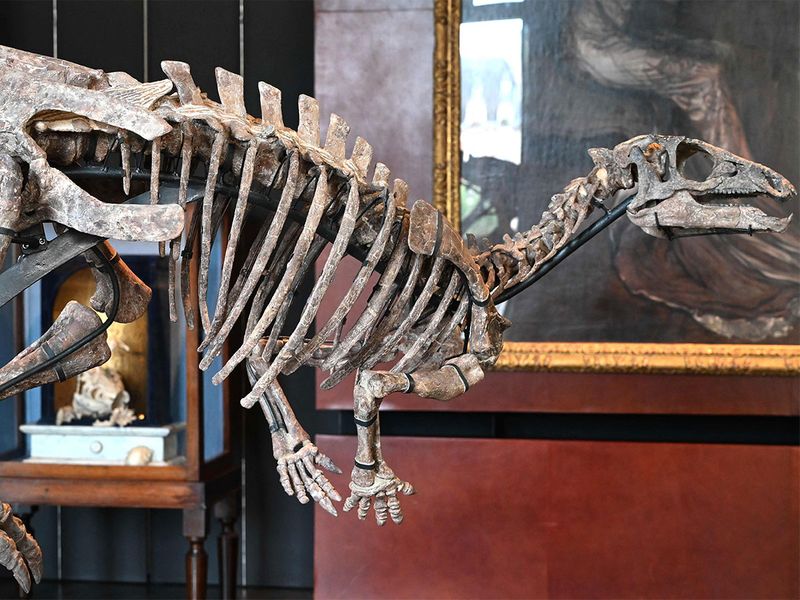 1.5亿年前完整禽龙化石将在巴黎拍卖