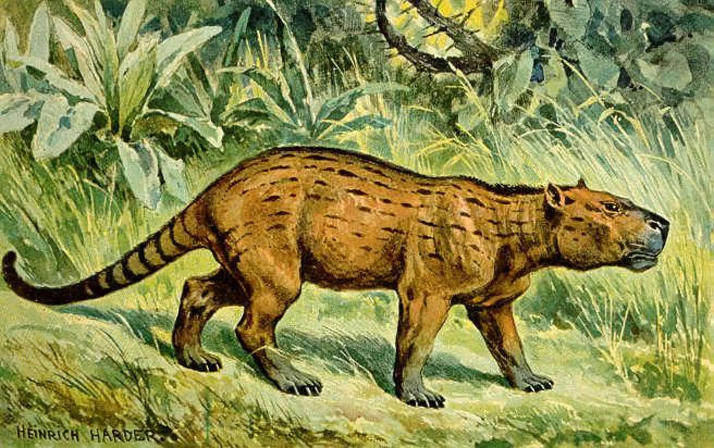 早期哺乳动物生长速度更快 而寿命则相对更短