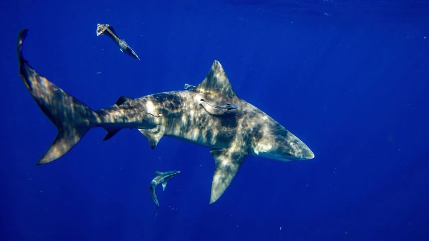 ����Ů������˵��͹�����Ǳ �ڶ�Ů��ǰ�⹫ţ�蹥������