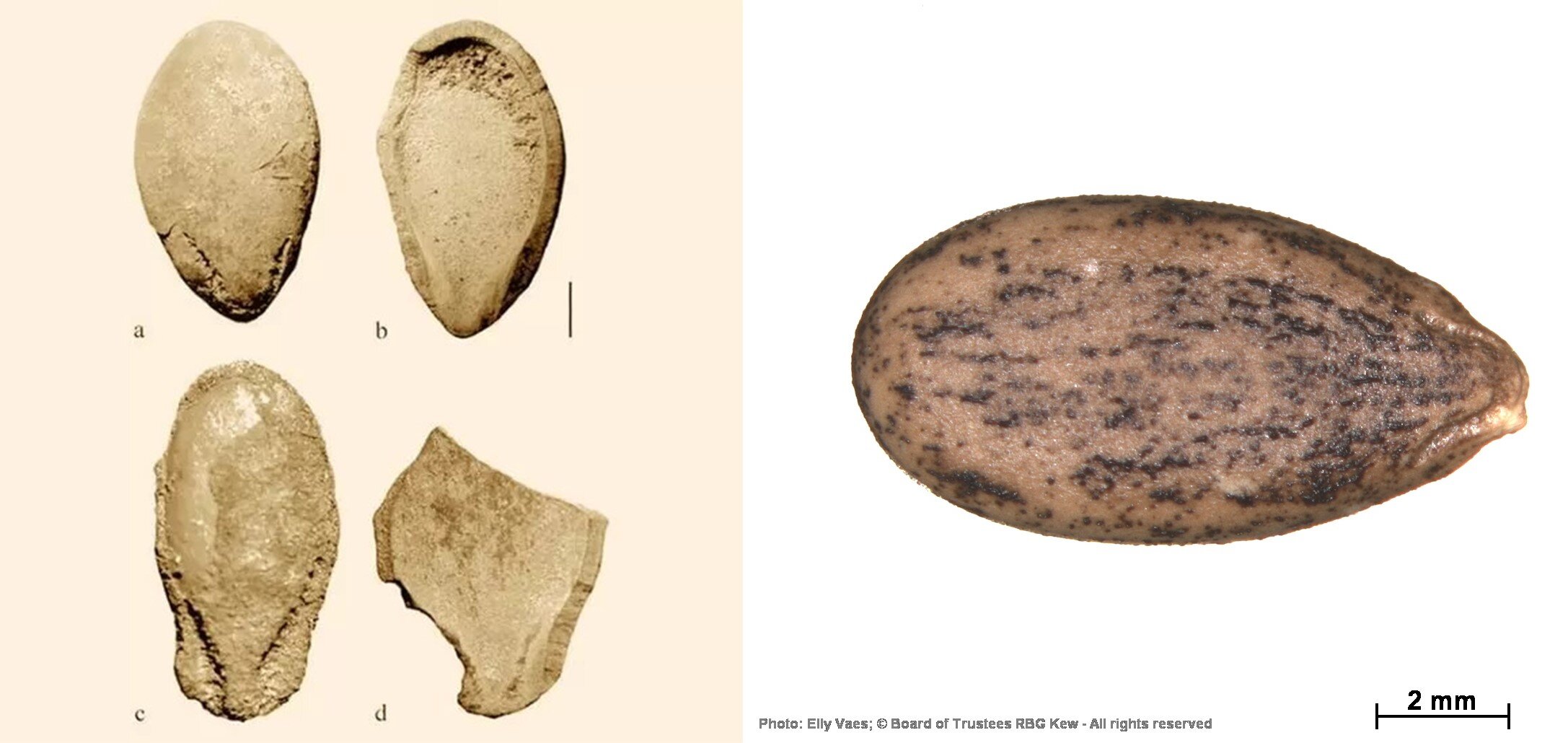 对在利比亚撒哈拉沙漠考古遗址收集的6000年前新石器时代西瓜种子进行测序