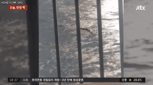 水怪现身？韩国民众在汉江发现一条长达10米的不明生物