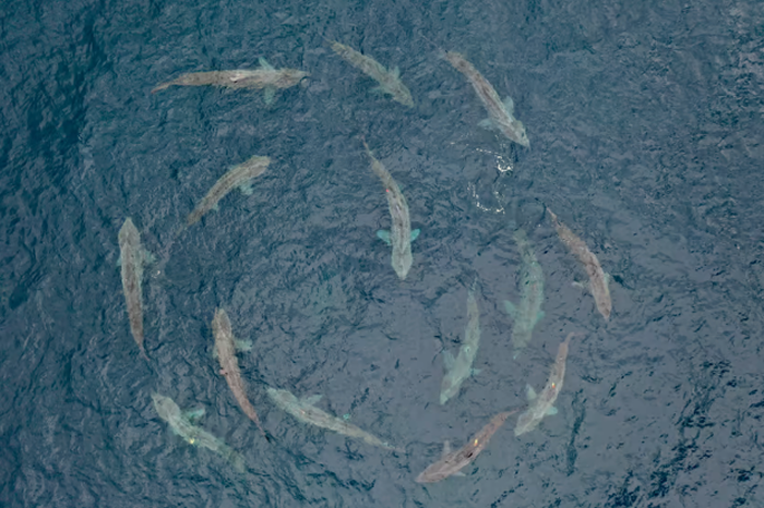 姥鲨通过“聚会”和相互环绕来寻找伴侣 形成水下鲨鱼圈