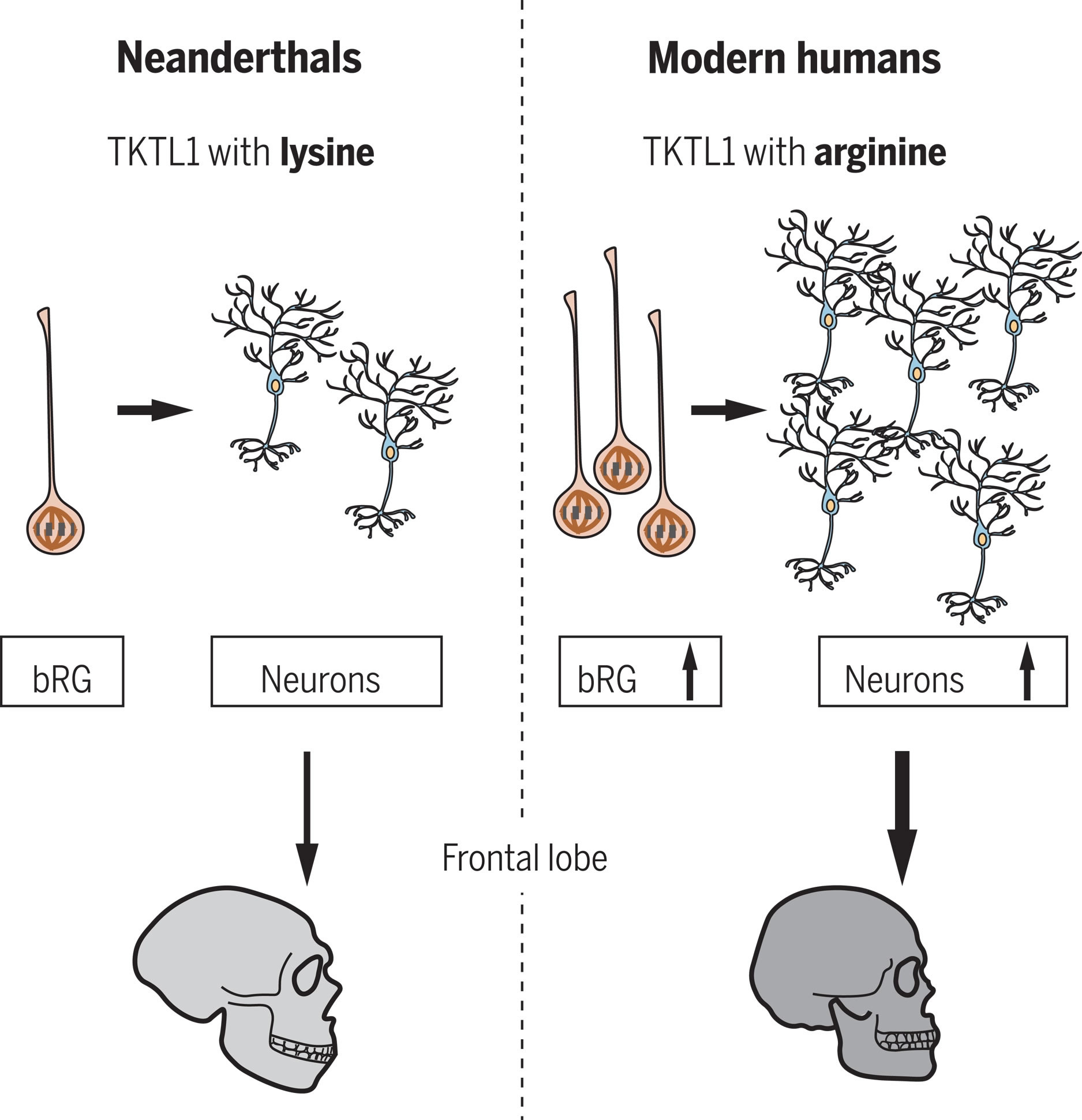 《科学》：尼安德特人制造神经元较现代人慢