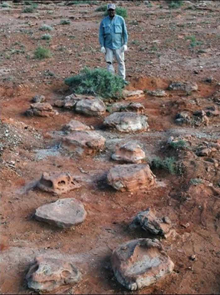 日本冈山理科大学团队在蒙古戈壁沙漠发现超过1千个白垩纪末期的恐龙足迹化石