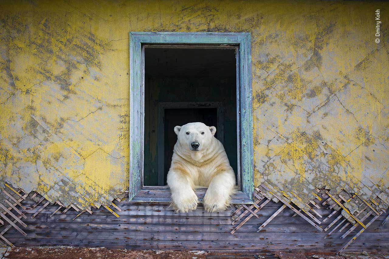 俄罗斯北极熊和英国鹿2张照片入围英国自然史博物馆举办的年度野生摄影家大赛
