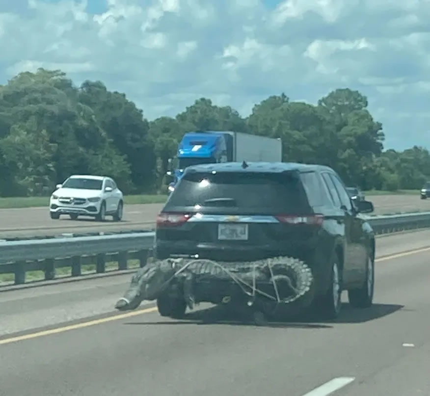 美国佛罗里达州际公路上有人将一只巨大的鳄鱼绑在汽车后保险杆上