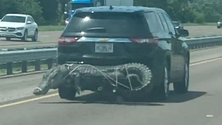 美国佛罗里达州际公路上有人将一只巨大的鳄鱼绑在汽车后保险杆上