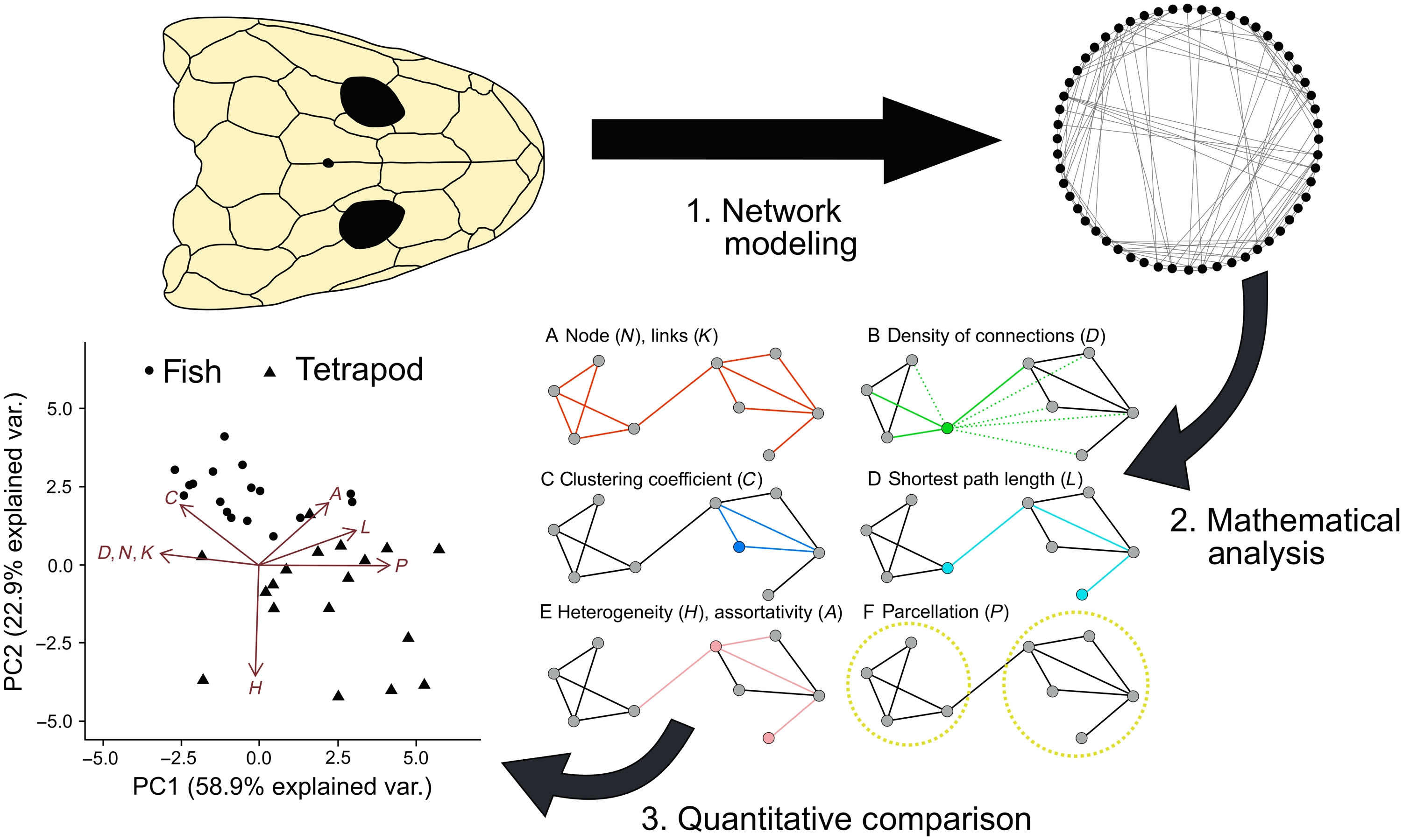 《科学进展》杂志:四足动物的头骨限制了它们数百万年的进化