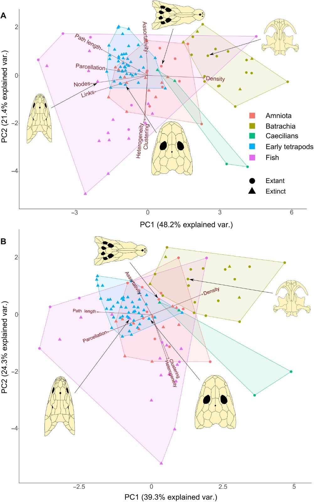 《科学进展》杂志:四足动物的头骨限制了它们数百万年的进化