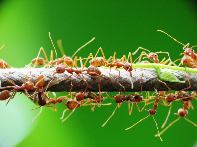 最新研究指想要作物长得好 蚂蚁比杀虫剂更有效