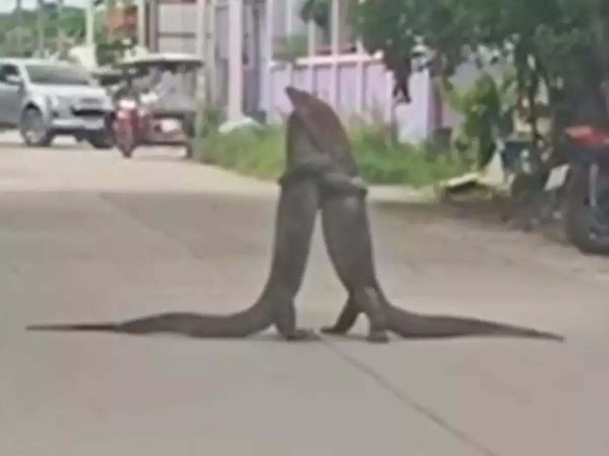 泰国马路中央2只巨蜥抢夺地盘紧紧抱着对方