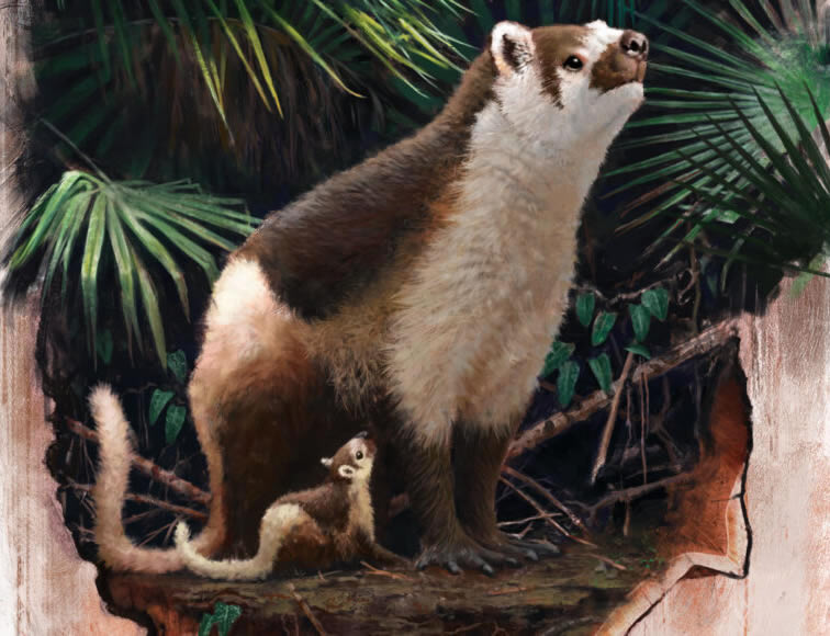 《自然》:研究揭示胎盘类哺乳动物生活史的起源