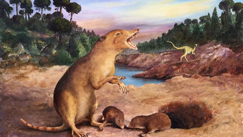 巴西南里奥格兰德州挖掘出地球上最古老的哺乳动物化石——巴西齿兽