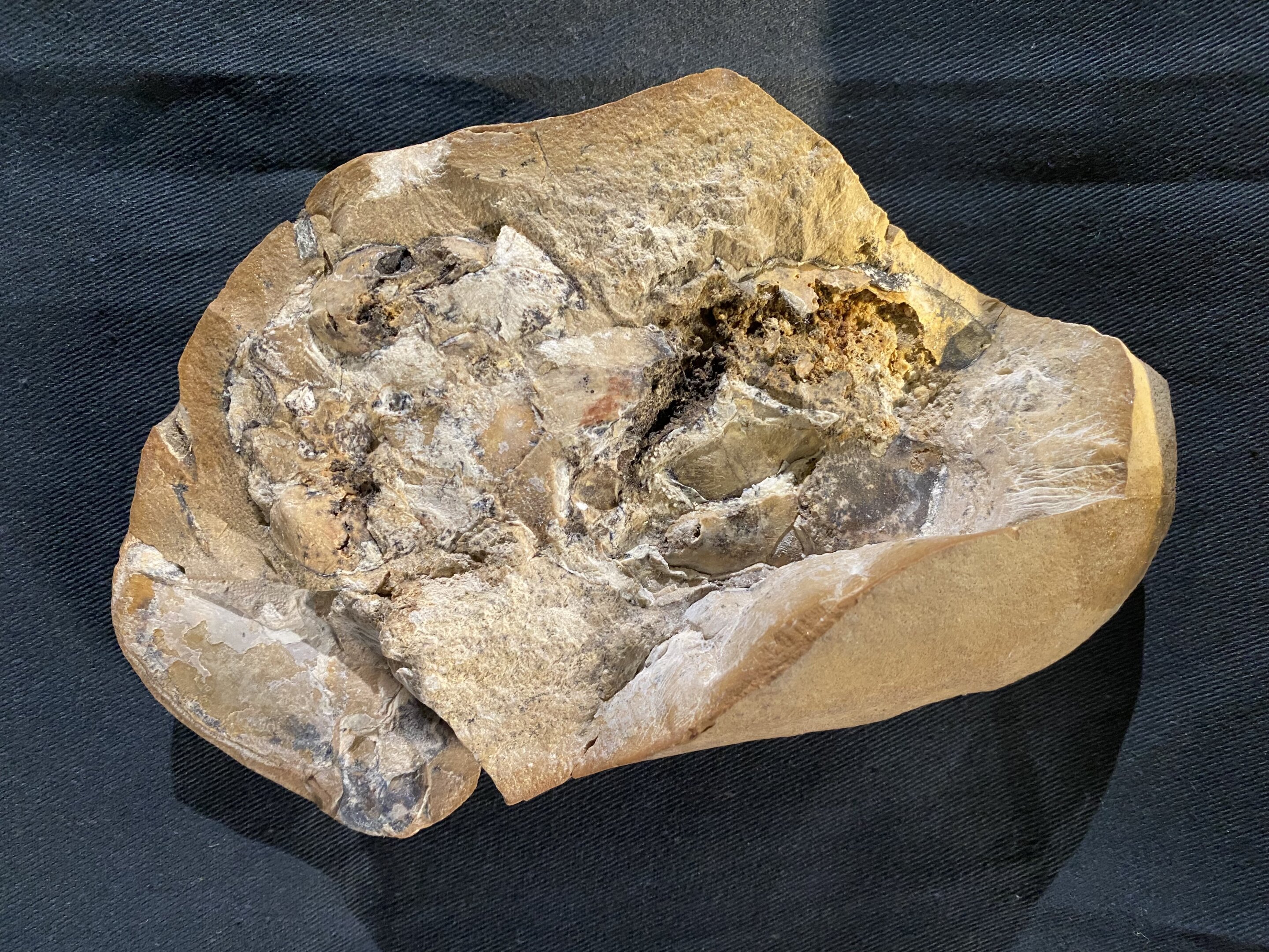 保存异常完好的泥盆纪盾皮鱼软组织器官化石揭示对颌类脊椎动物早期演化新见解