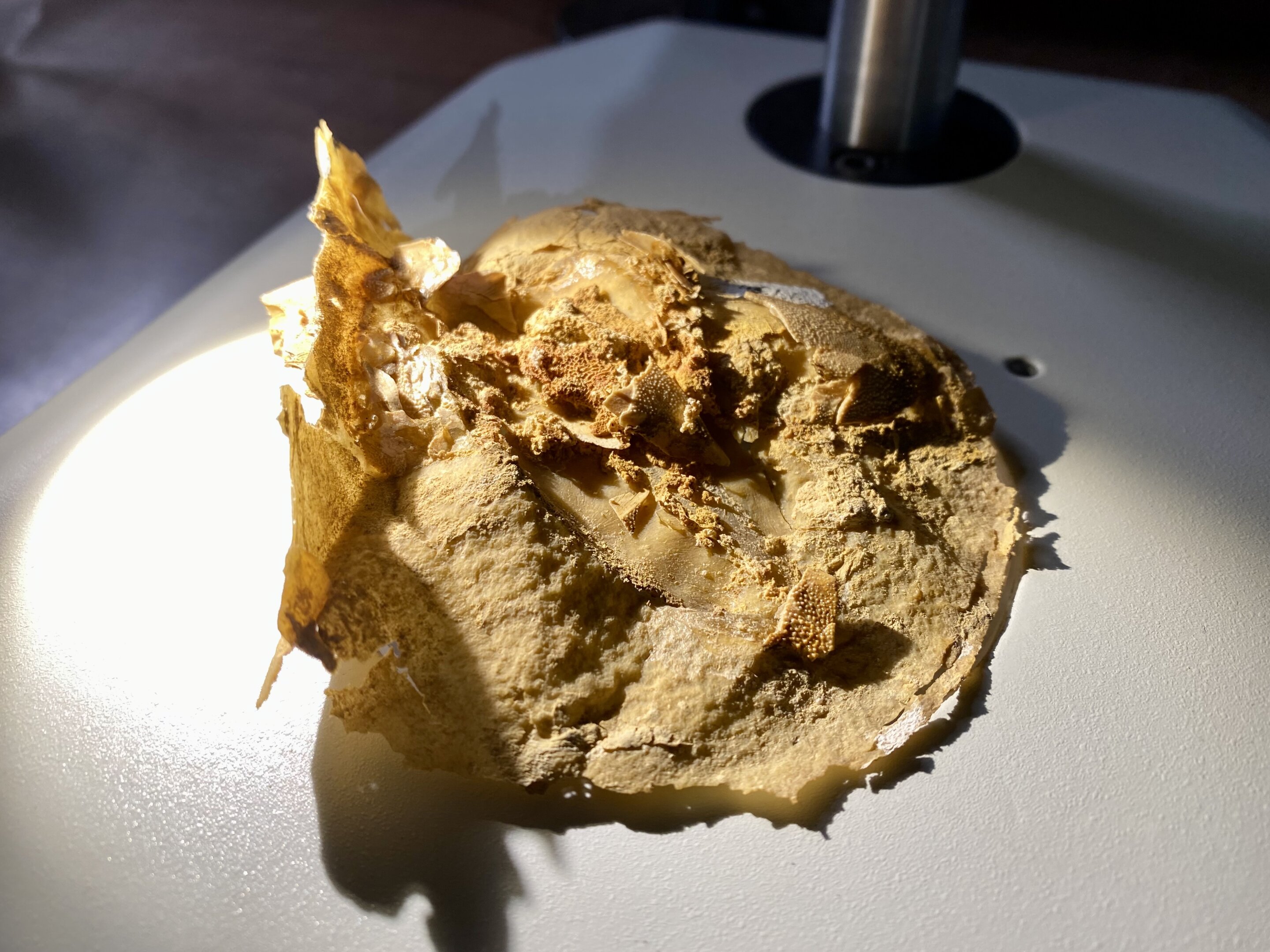 쳣õͶƤ֯ٻʯʾ༹׵ݻ¼