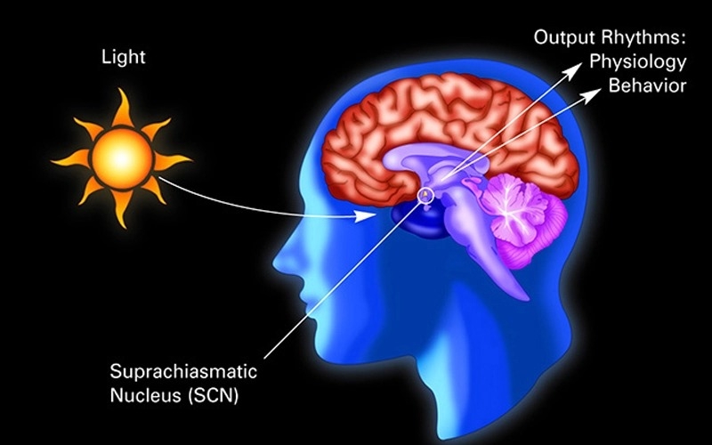 《科学进展》：日光对大脑有影响 新研究可能能解释其成因