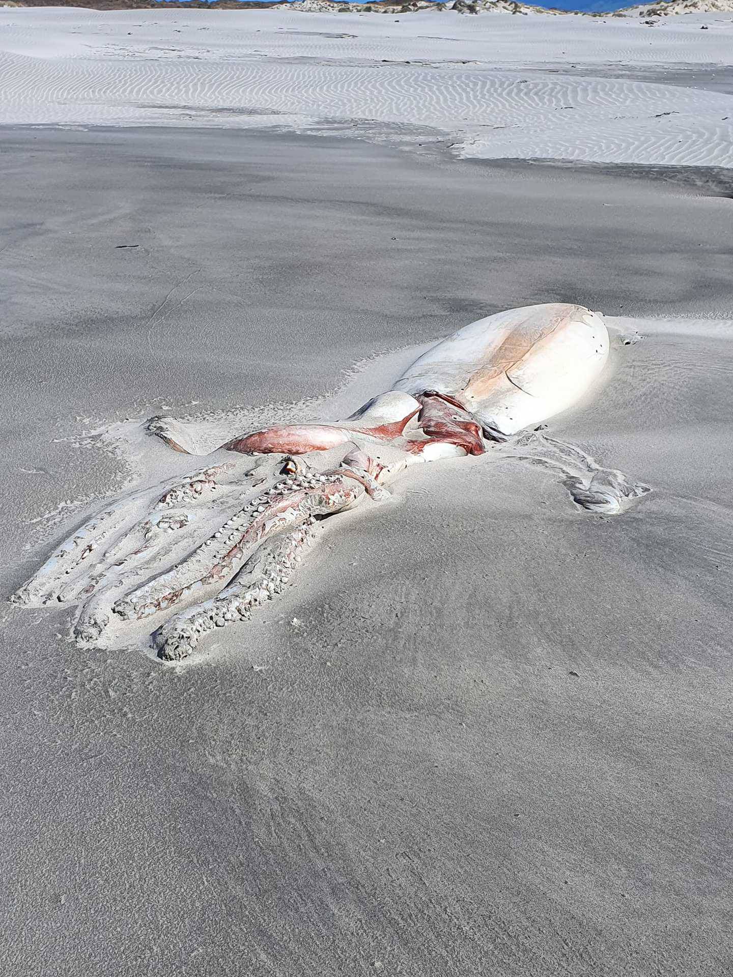 新西兰沙滩上发现4公尺长“深海巨兽”大王乌贼尸体