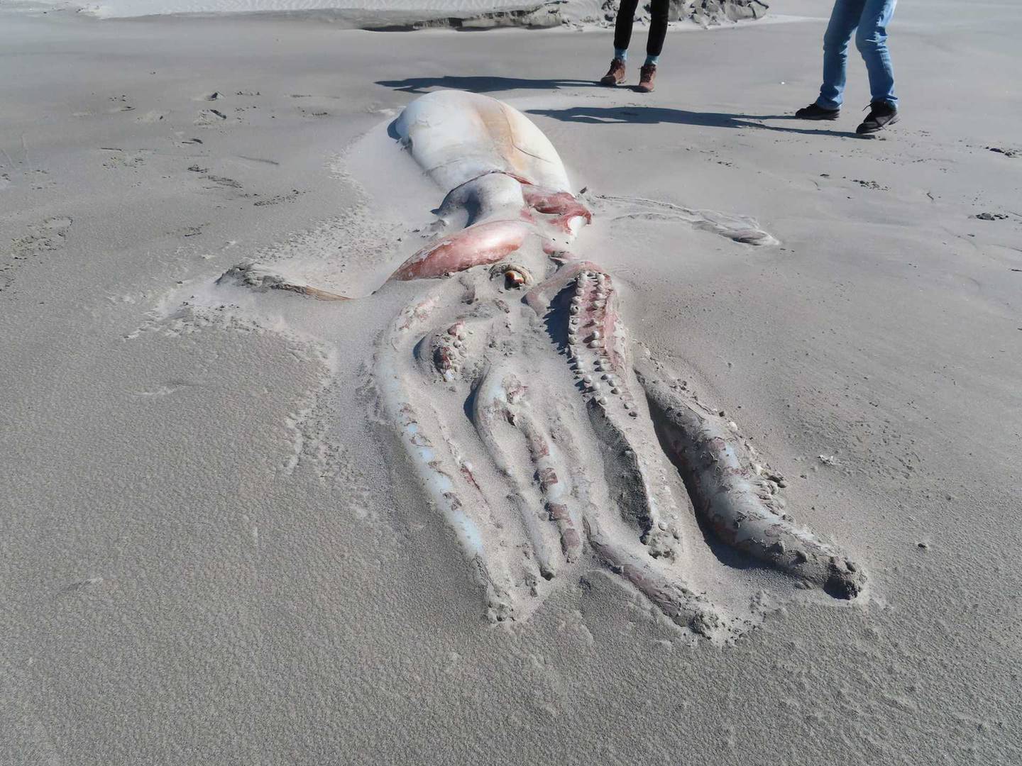 新西兰沙滩上发现4公尺长“深海巨兽”大王乌贼尸体