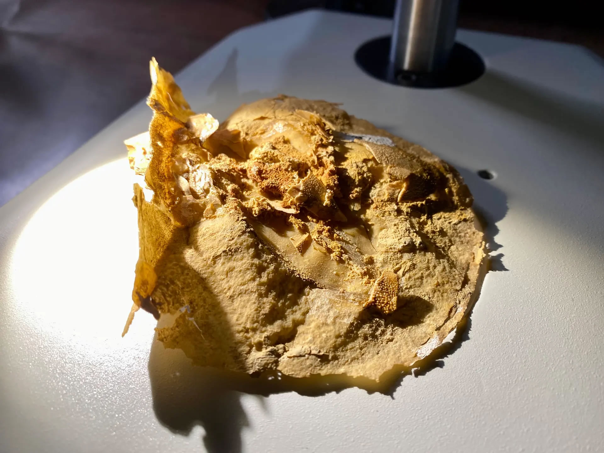 澳大利亚3.8亿年前泥盆纪鱼类化石中发现迄今为止最古老的心脏