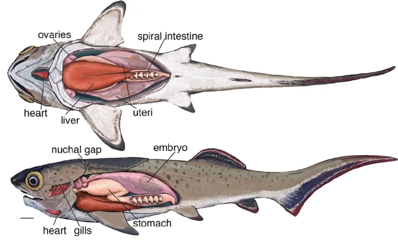 澳大利亚3.8亿年前泥盆纪鱼类化石中发现迄今为止最古老的心脏