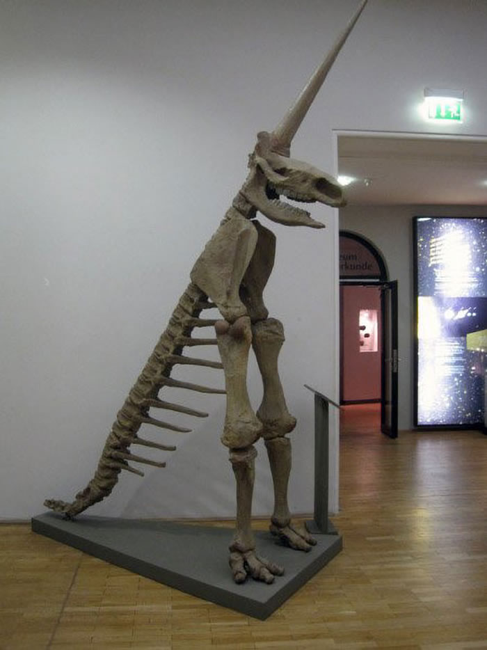 德国马格德堡自然历史博物馆展出“马格德堡独角兽”化石 笑翻20万网友