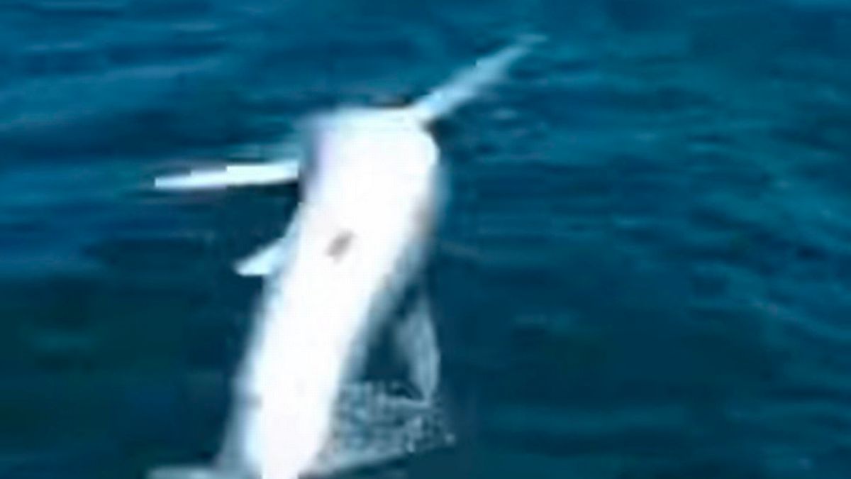 美国缅因州渔船出海 巨大鲨鱼水中冒出跳到船上撞到渔夫