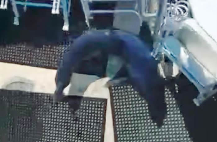 美国缅因州渔船出海 巨大鲨鱼水中冒出跳到船上撞到渔夫