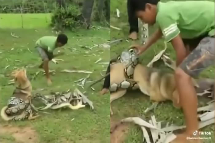 印度：爱犬遭巨蟒缠绕险丧命 3位小主人拿出工具反击成功抢救