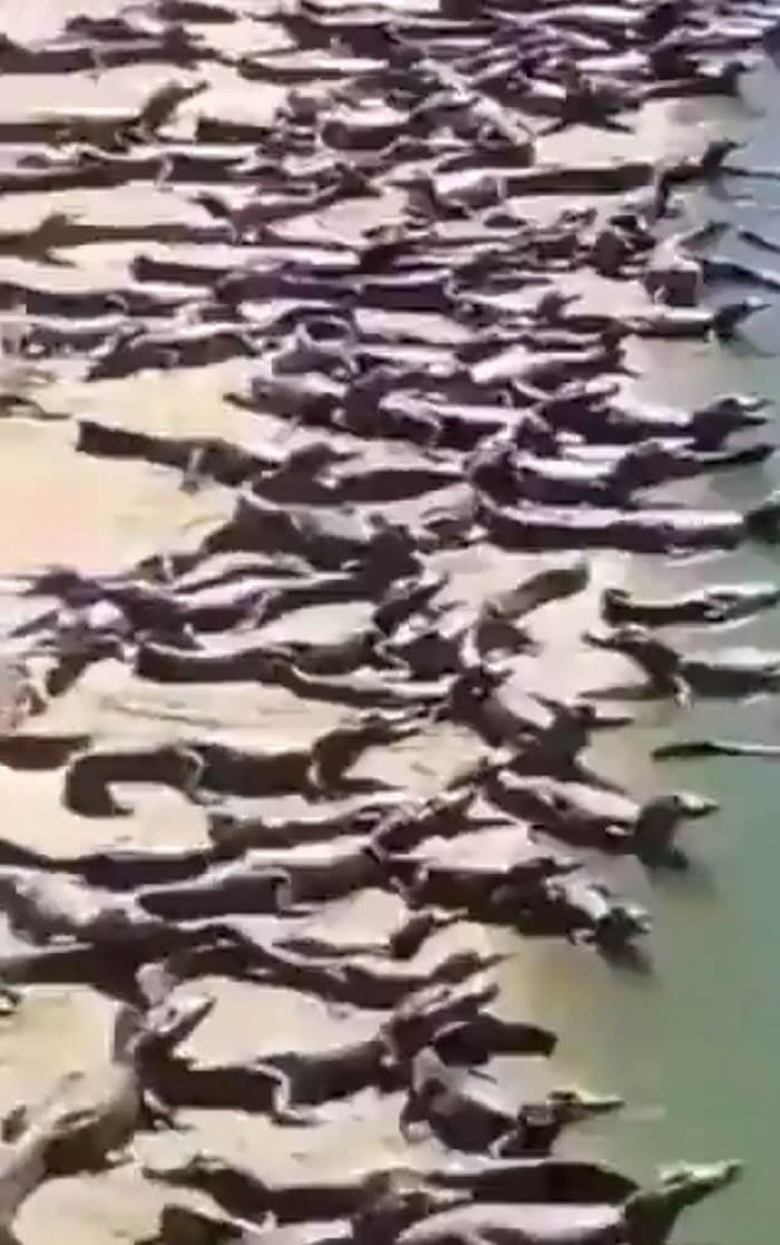 巴西数以百计鳄鱼聚集海滩 超级大地震和海啸就要发生？专家：这里就是他们的家