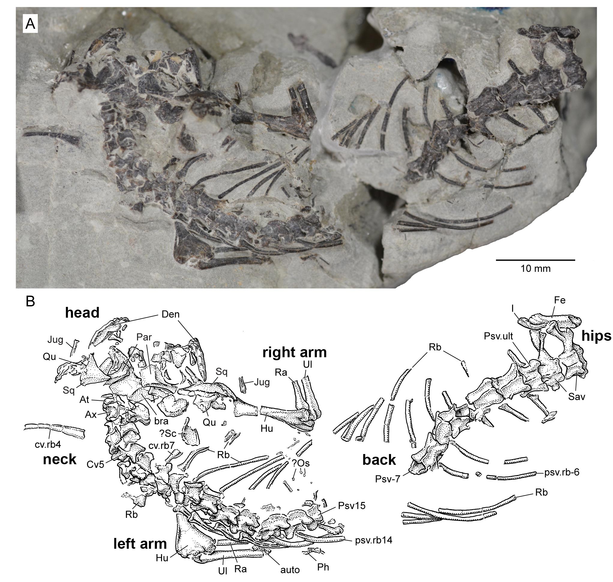 研究人员发现新的类似蜥蜴的侏罗纪时期爬行动物Opisthiamimus gregori