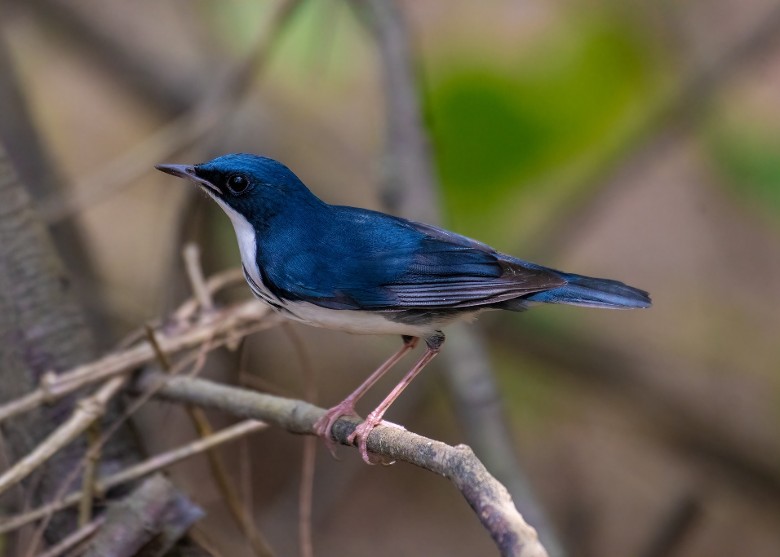 ̨��̨�����߹ɷ������ڷ���һֻϡ�еġ�����𶡱