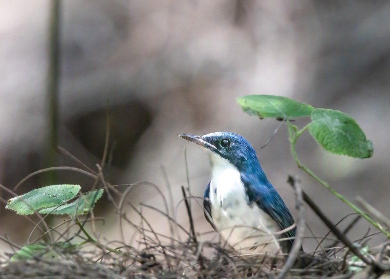 ̨��̨�����߹ɷ������ڷ���һֻϡ�еġ�����𶡱