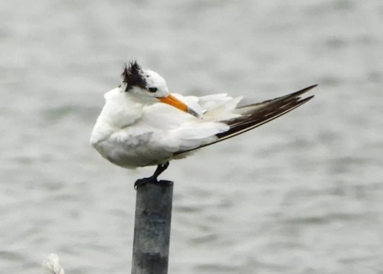 �Ϻ������͹�԰����������С���֮�񡱳ƺŵĹ���һ������Ұ�������л���ͷ��Ÿ