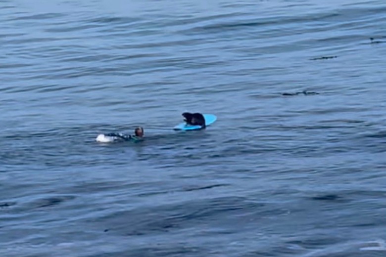 美国加州水獭霸占冲浪板 男子成功夺回
