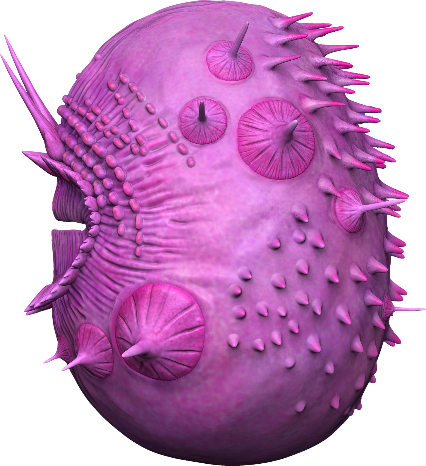 Saccorhytus����û�и��ŵ����ﱻ֤��������û�й�ϵ