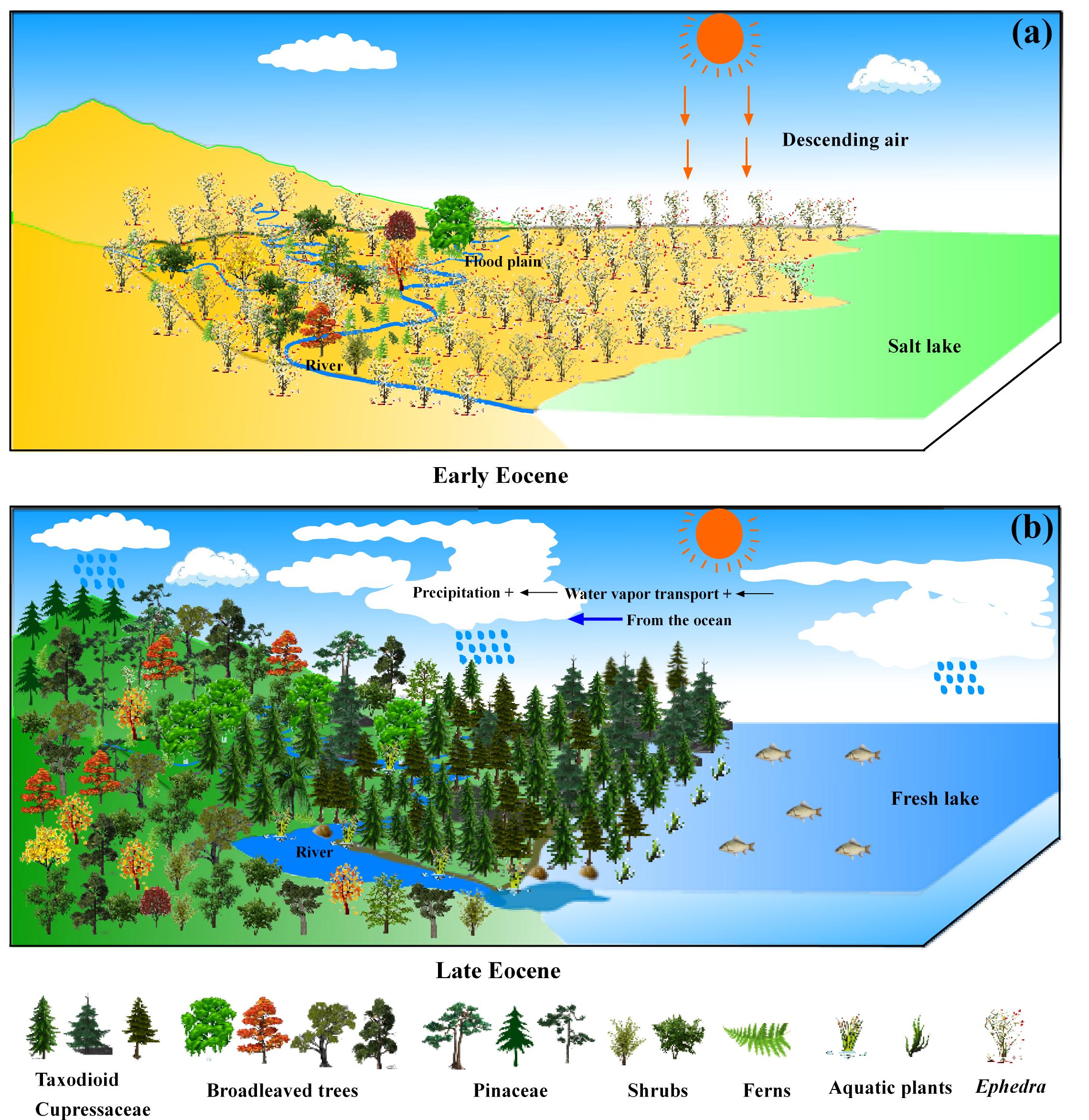 �߷ۻ�ʯ֤�ݽ�ʾ���ϴӻ�Į��ɭ�ֵ��ݱ����