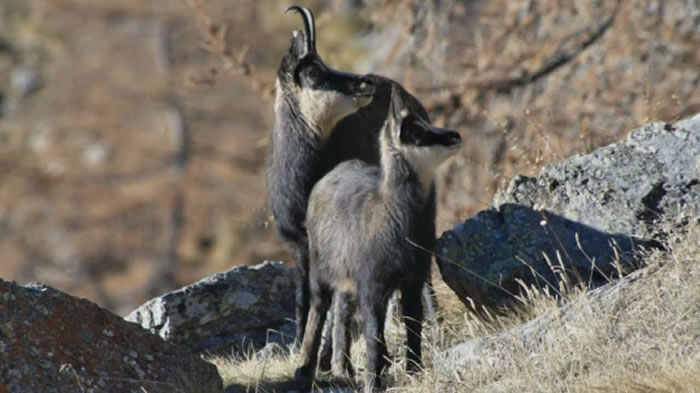 BBC¼Ƭѩ2棺 צˤ򿪳