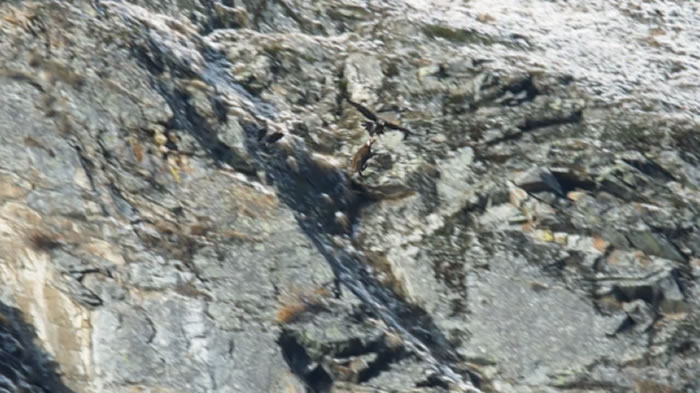 BBC纪录片冰雪星球2珍贵画面：金雕叼羚羊飞上天 松爪摔死羚羊开吃