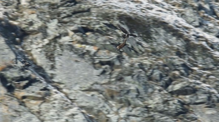 BBC纪录片冰雪星球2珍贵画面：金雕叼羚羊飞上天 松爪摔死羚羊开吃