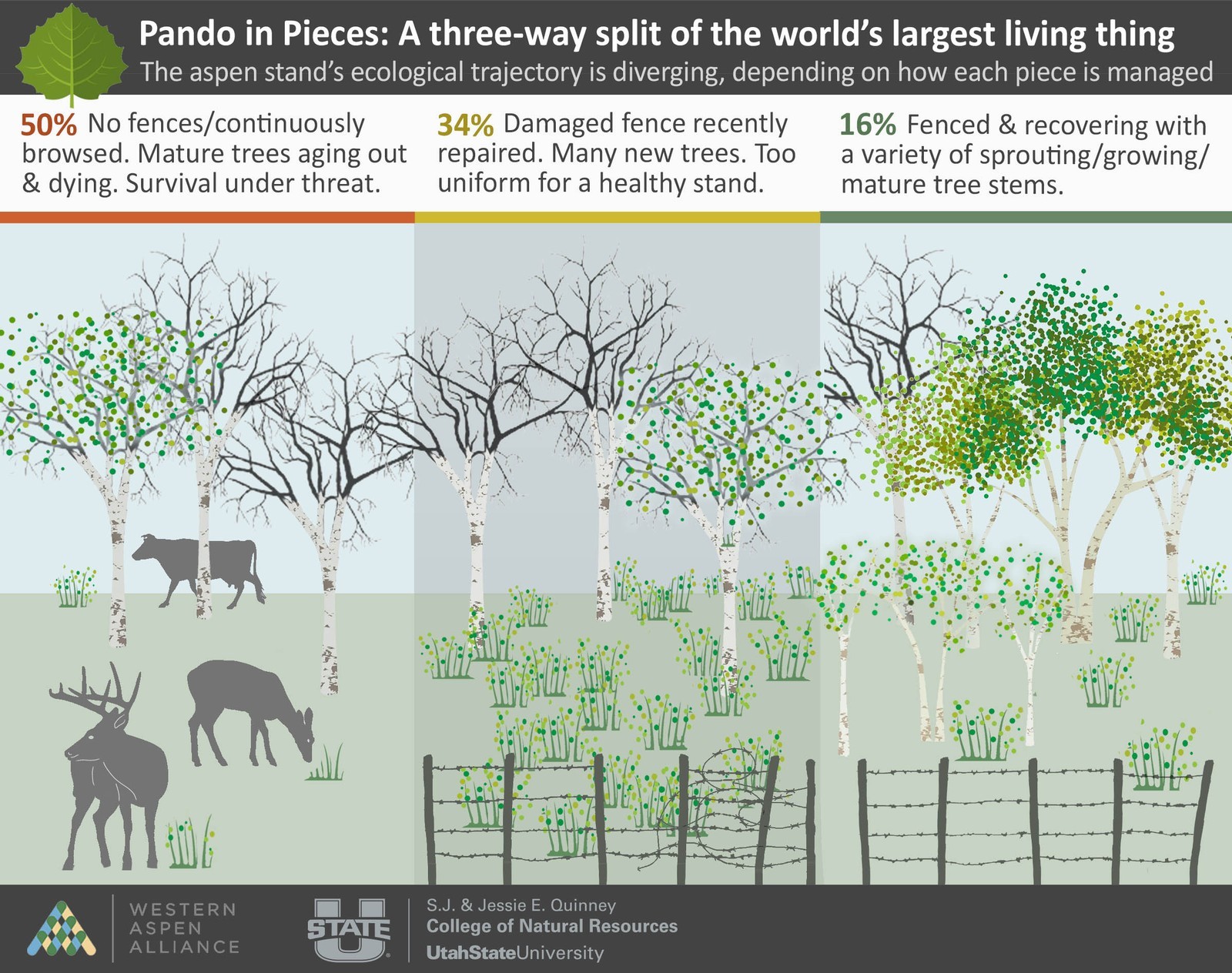 世界上最大的生物——杨树群Pando第一次面临着分裂成几个不同部分的危险
