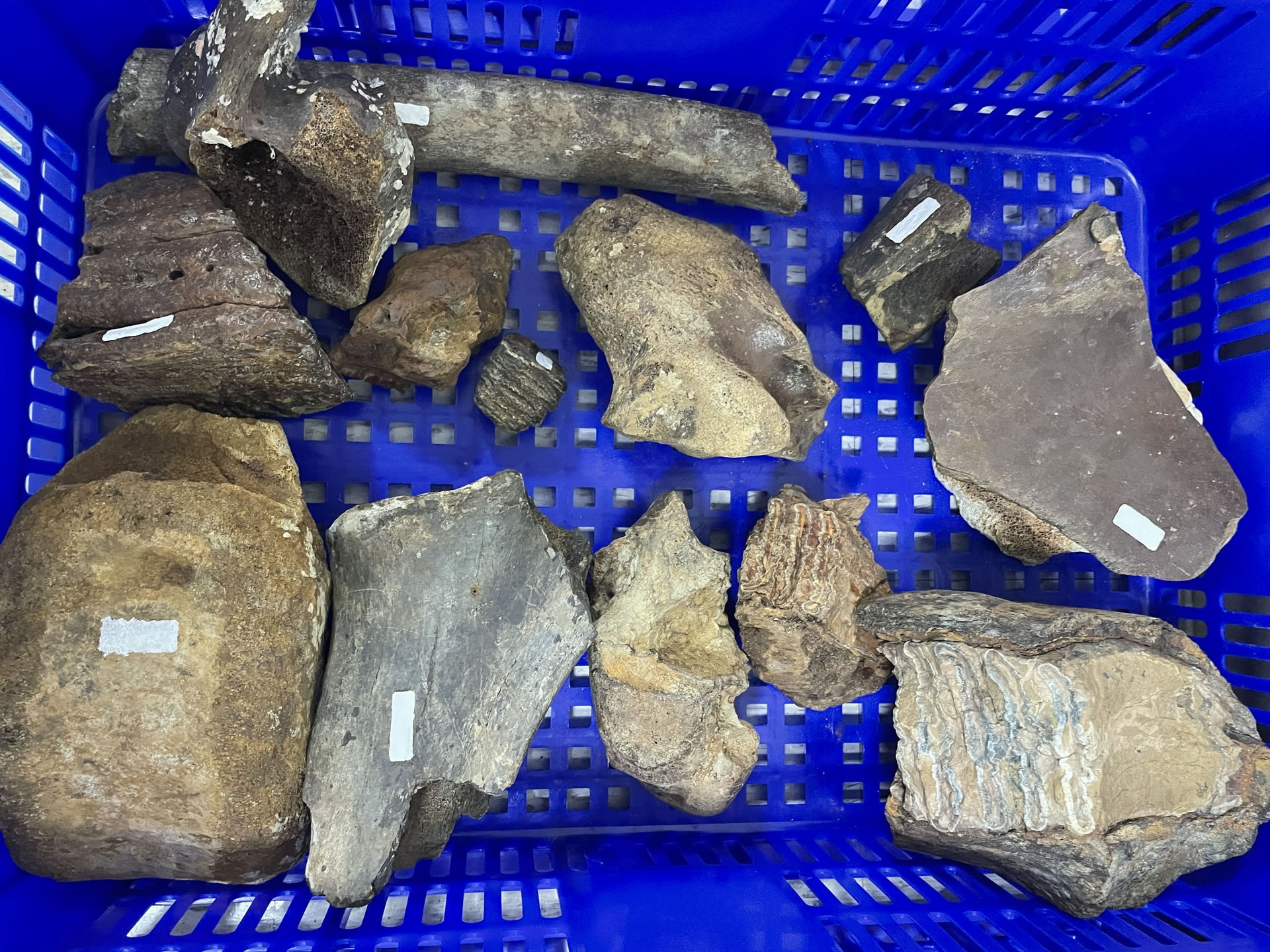 ���˸��ƿ��������껹�ܸ�������ʲô��