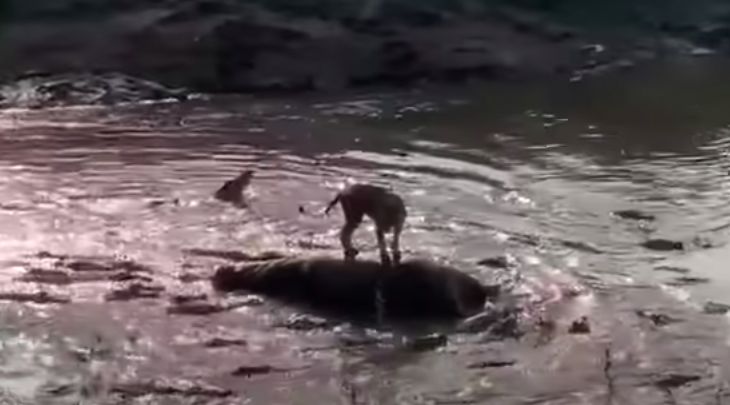 肯尼亚马赛马拉国家公园狮子遭40条鳄鱼包围 霸气着鳄鱼身体快速过河脱困