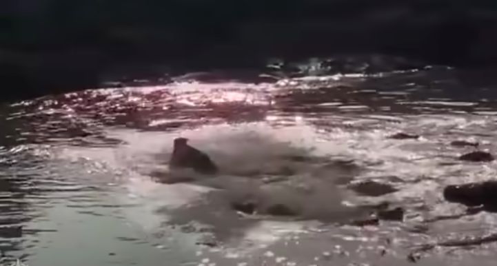 肯尼亚马赛马拉国家公园狮子遭40条鳄鱼包围 霸气着鳄鱼身体快速过河脱困