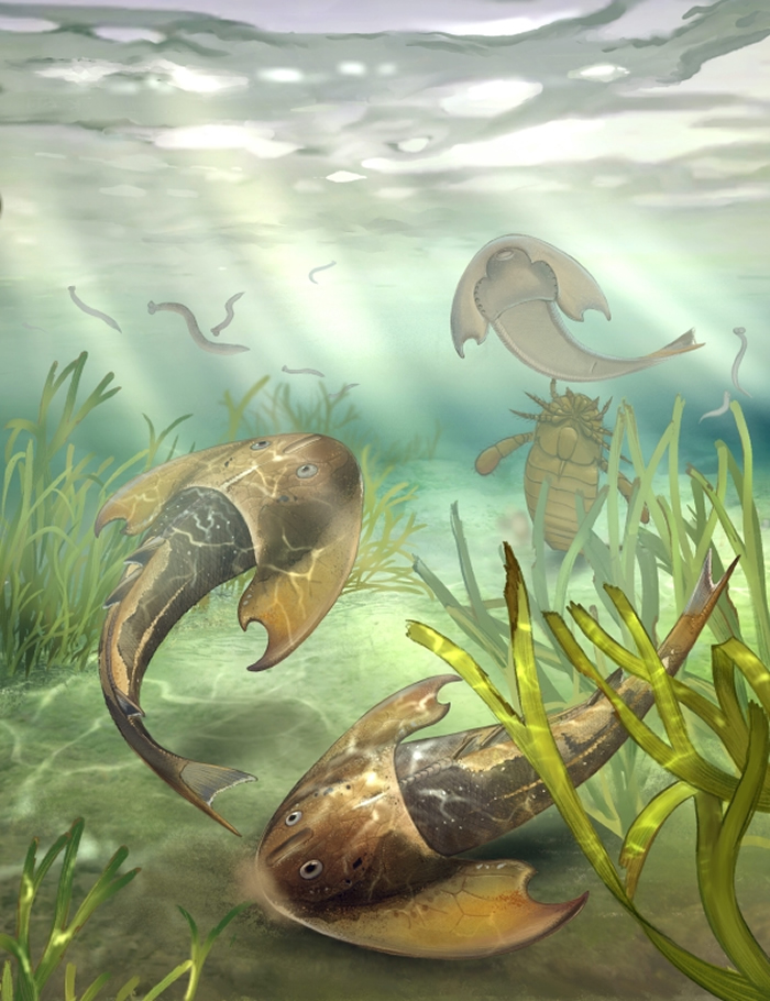英国《Nature》杂志：4.36亿年前灵动土家鱼为脊椎动物成对附肢起源提供关键化石证据